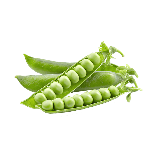 Fusce ullamcorper dapibus - Image 2